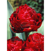 Hectarul - Bulbi de lalea Emblazon, 5 bulbi